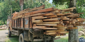 বৰদুৱাৰ বাগানৰ ৰঙামাটিত বুজন পৰিমাণৰ কাঠ জব্দ